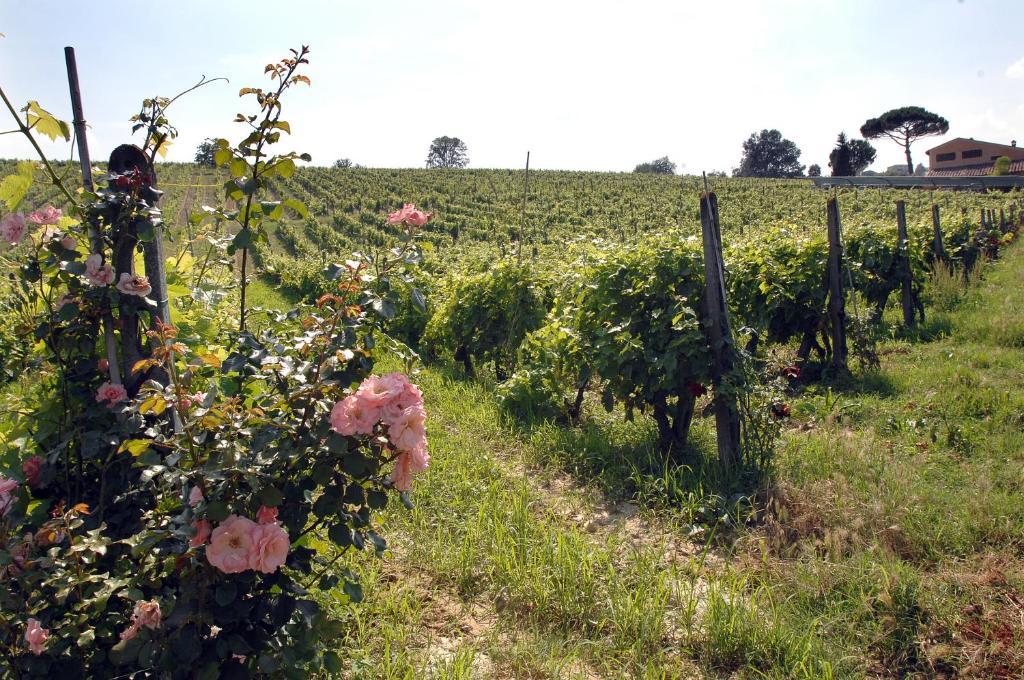 Agriturismo Buon Riposo - Country Resort In The Heart Of Tuscany 산 조반니 아 코라짜노 외부 사진